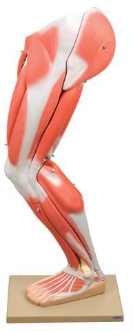 स्टैंड के साथ क्रमांकित मानव पेशी लेग मॉडल
