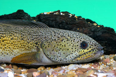 सम्राट सर्प सिर