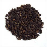 छोटा टर्मिनेलिया चेबुला बीज