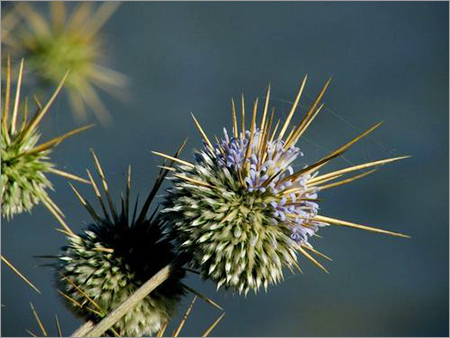 इचिनोप्स इचिनाटस एक विशेष प्रकार का पौधा है जो अपने अद्वितीय आकार और चमकीले रंग के फूलों के लिए जाना जाता है। यह पौधा आमतौर पर शुष्क और अर्ध-शुष्क क्षेत्रों में पाया जाता है।