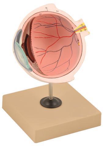 मॉडल ह्यूमन आई हाफ ऑफ द स्टैंड