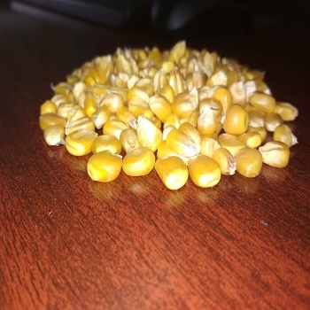 Yellow Corn Admixture (%): 2%