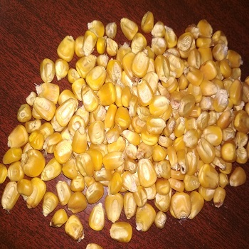 Yellow Corn Admixture (%): 2%
