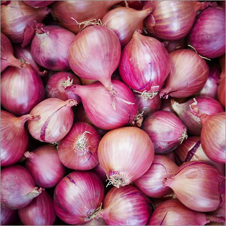 Fresh Onion Moisture (%): 80%
