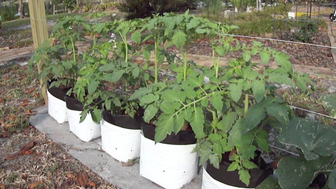 Grow Bags