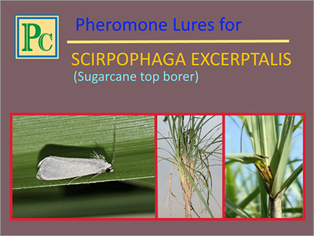 Scirpophaga Excerptalis फेरोमोन प्रलोभक