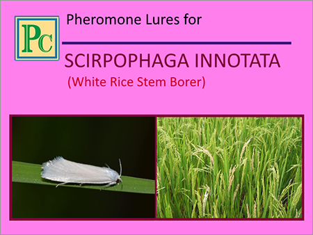 Scirpophaga Innotata फेरोमोन लूर्स