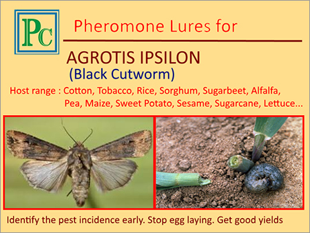 Agrotis Ipsilon फेरोमोन ल्यूर्स