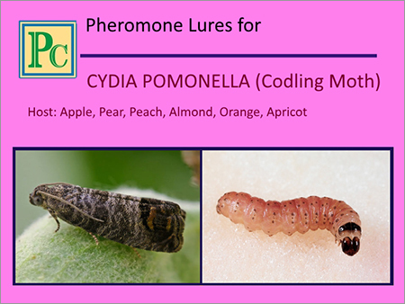 Cydia Pomonella फेरोमोन ल्यूर्स