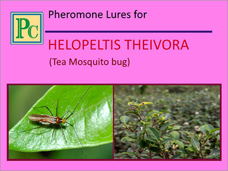 Pheromone Lures For Helopeltis Theivora