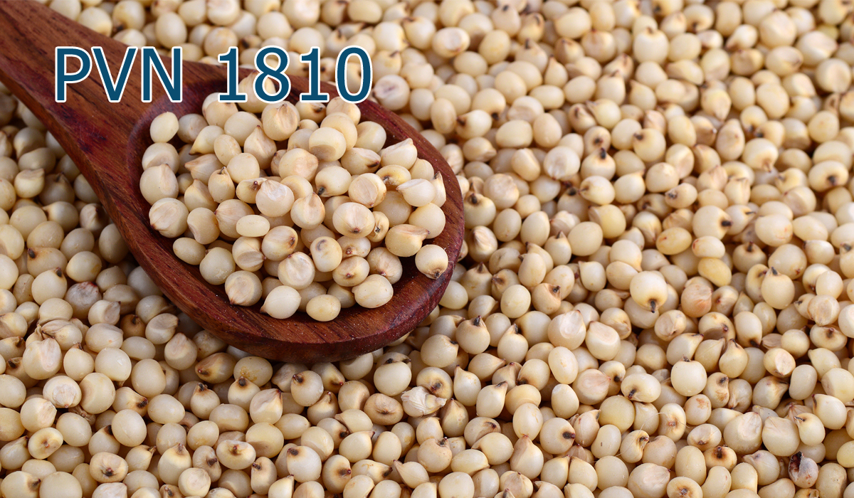 Wheat