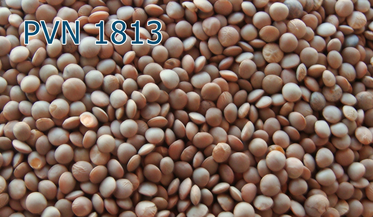 Wheat