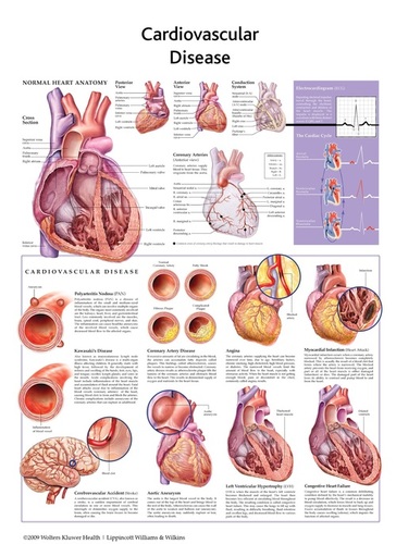 Standard Heart Anatomy Chart