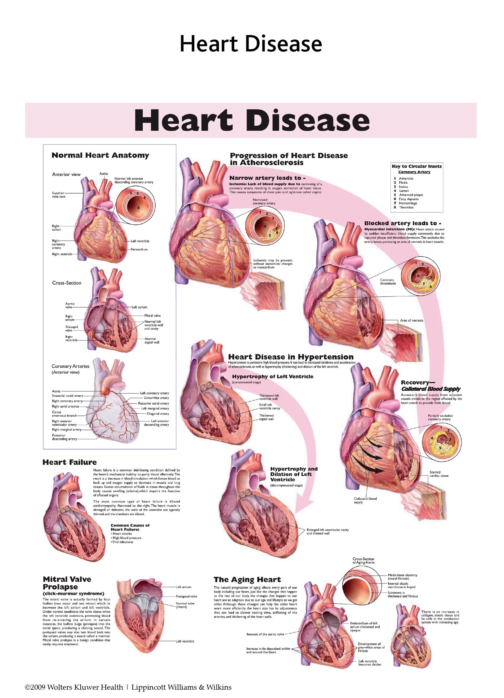 Standard Heart Anatomy Chart