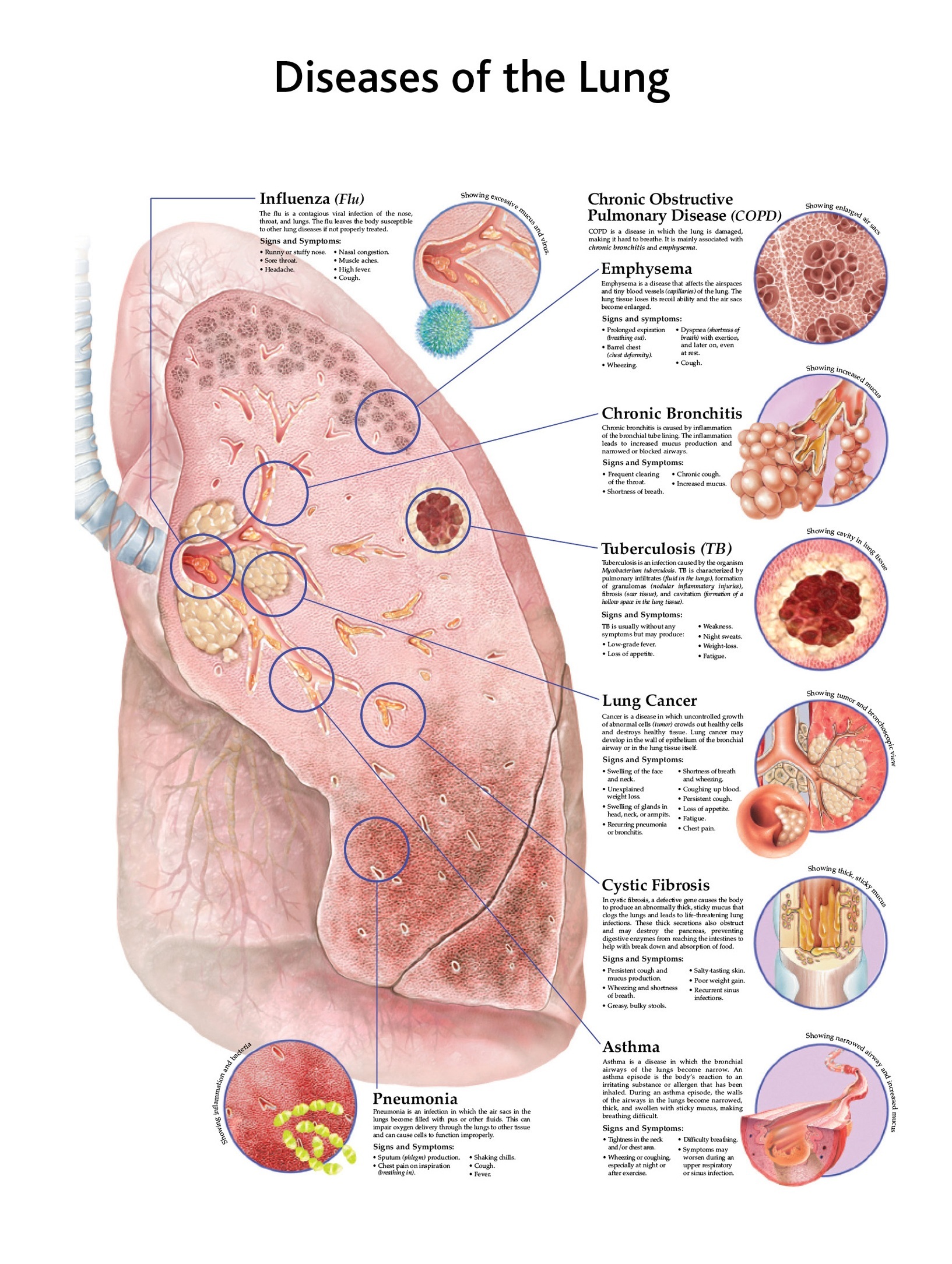 Standard Heart Anatomy Chart