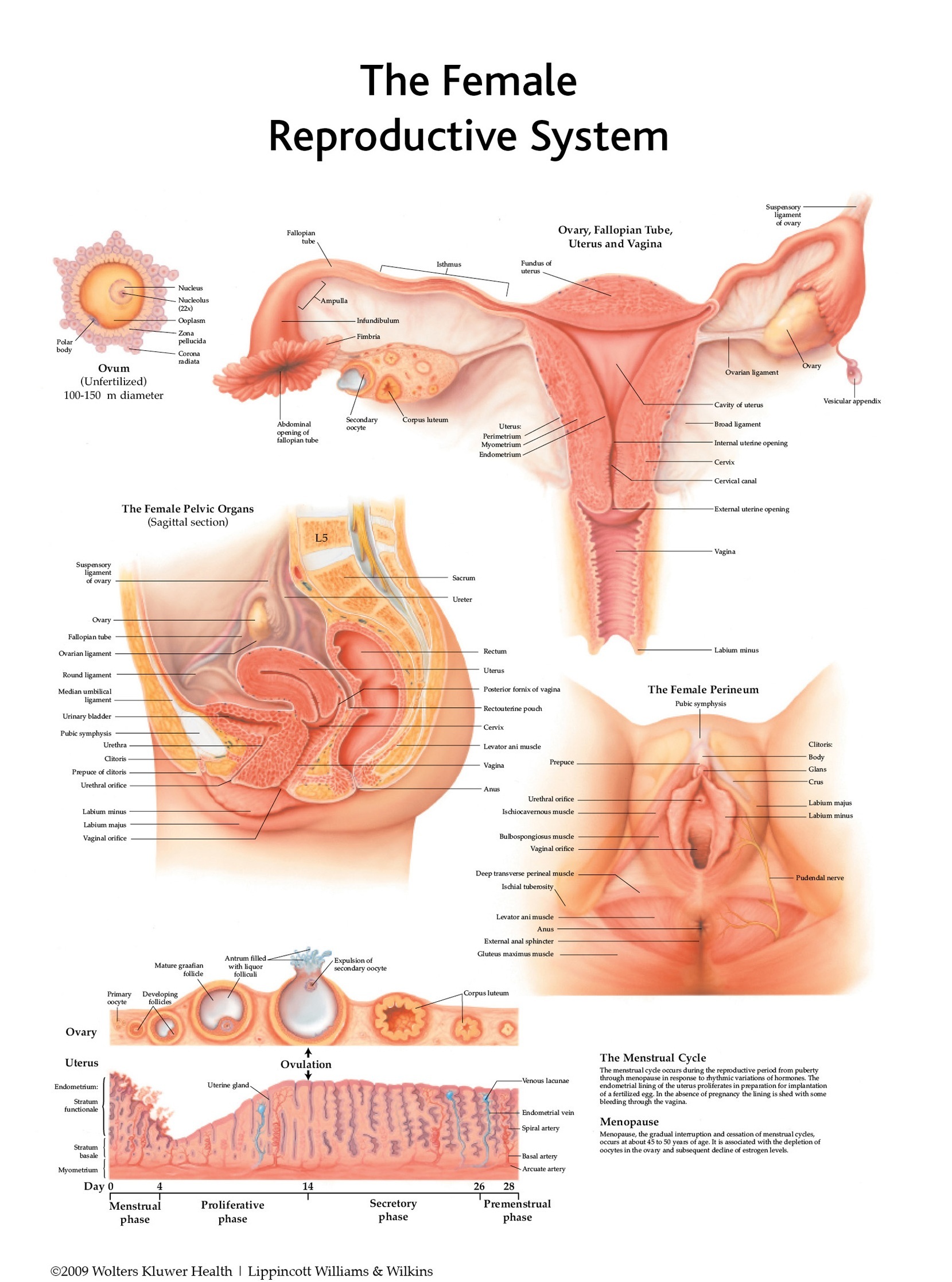 Standard Heart Anatomy Chart