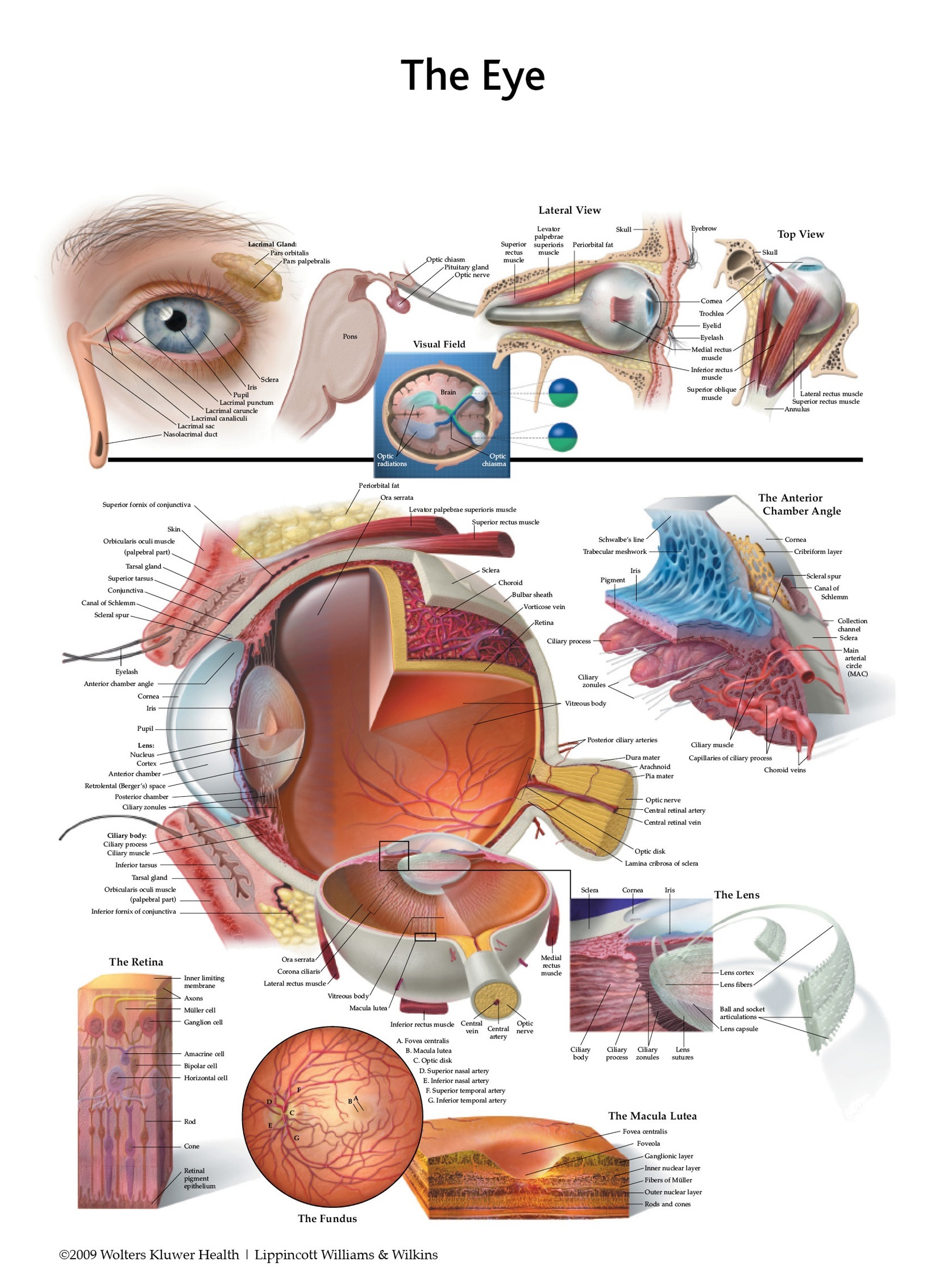 Standard Heart Anatomy Chart