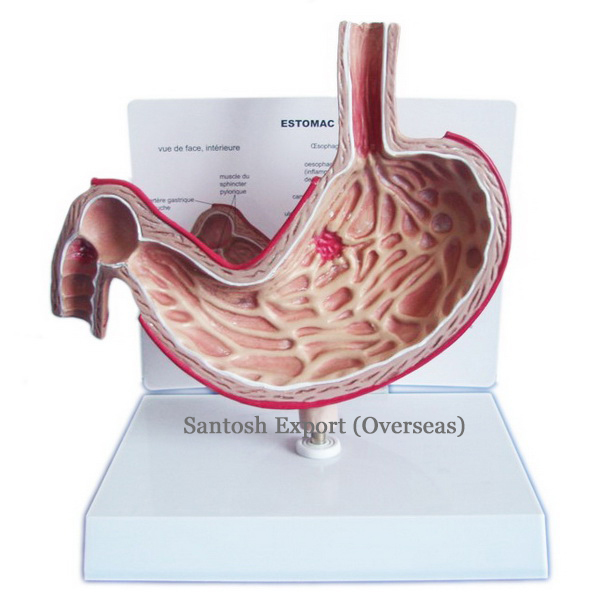 Standard Anatomical Model