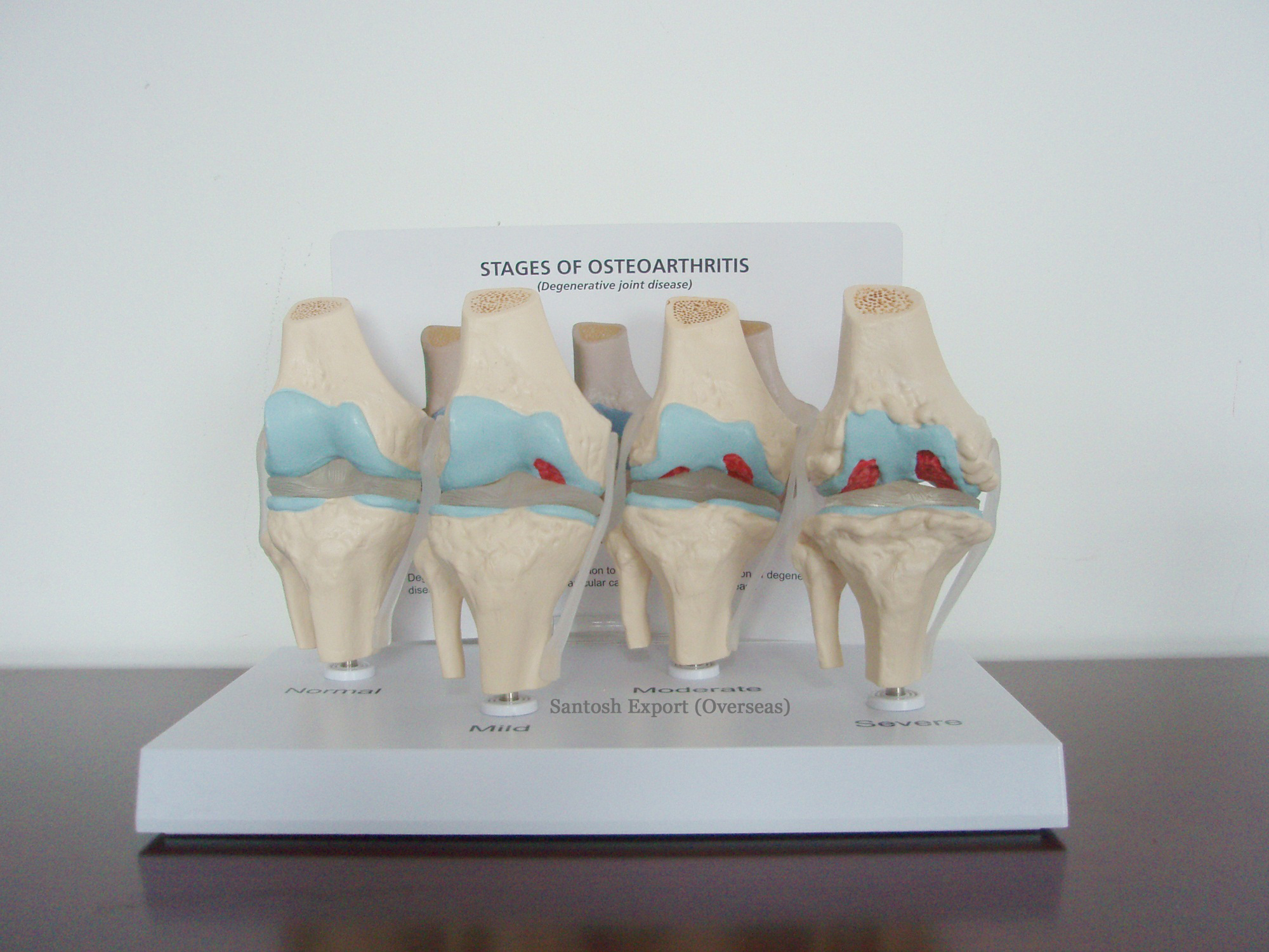 Standard Anatomical Model