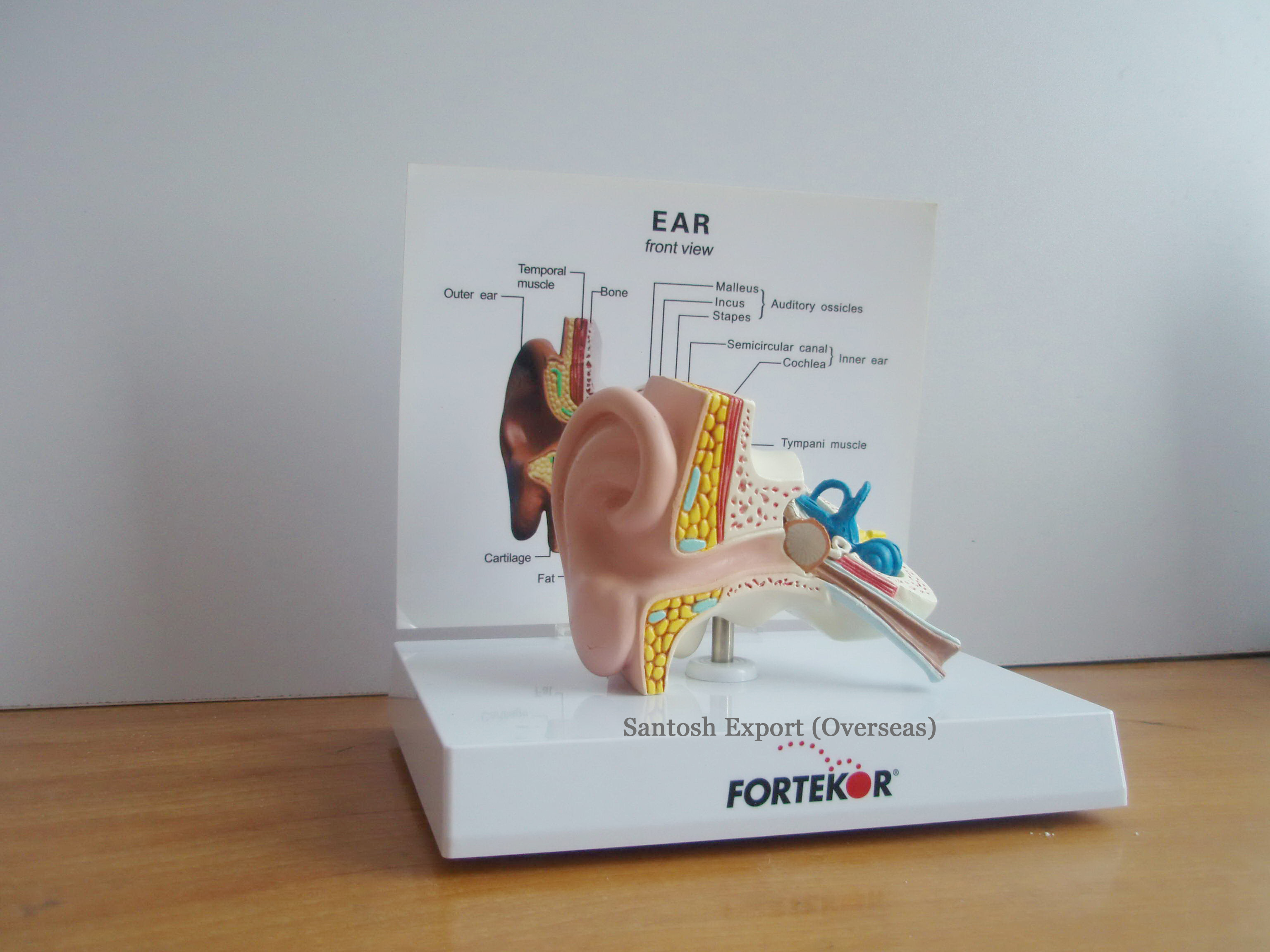 Standard Anatomical Model