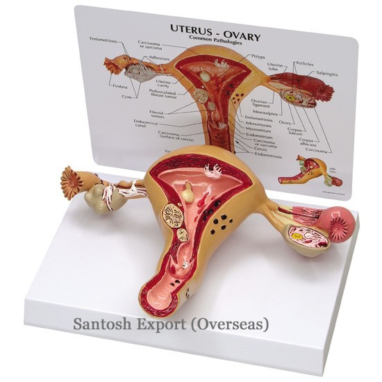 Standard Anatomical Model