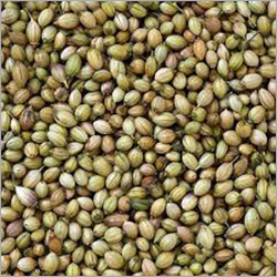 सूखी धनिया