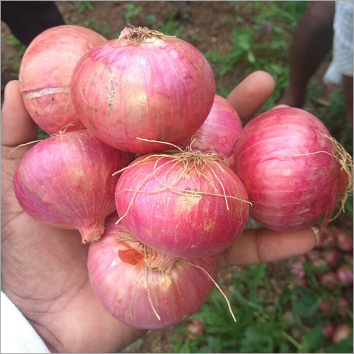 दक्षिण प्याज