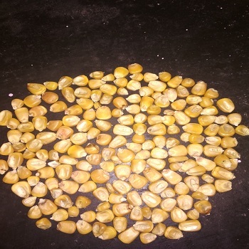 Yellow Corn Admixture (%): 1%