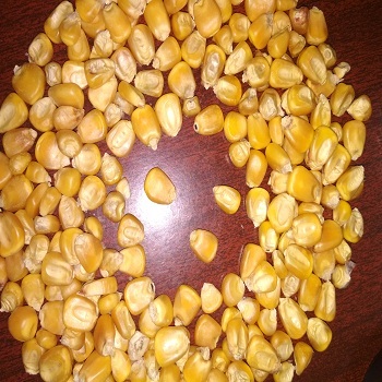 Yellow Corn Admixture (%): 1%