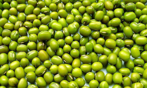Green Millets - Moisture 12%, Purity 90%, Admixture 1% | Dried Green Color, Common Cultivation, Current Crop Year