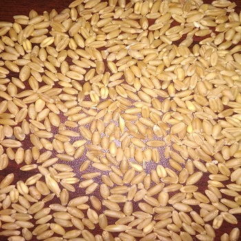 Wheat - Dried Brown Grain | 1% Admixture, 2% Broken Ratio, 90% Purity, Common Cultivation, Current Crop Year