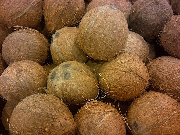 Semi Husked Coconut - 13 Inch / 450g - 700g | Brown, Round Shape, Fresh Matured Coconut
