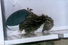 EMU CHICK जन्म के समय
