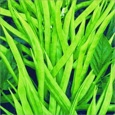 Cluster Bean Seeds - 90% Purity, Year-Round Cultivation with Wilt Resistance and Bacterial Blight Tolerance