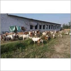 Barbari Goat - 23-30 Kilograms, White with Light Brown Patches | Prolific Milker, Compact Body, Good Meat Quality