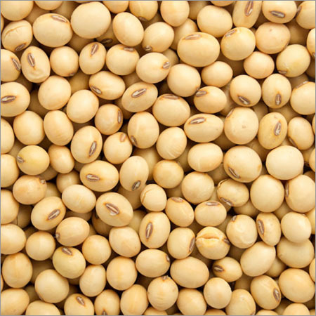 Bean Seeds - Kidney Shape, Varied Size, Red Color | Chemical-free, Easy Cooking, High Protein, Dietary Fiber, Boosts Immunity, Delicious Taste