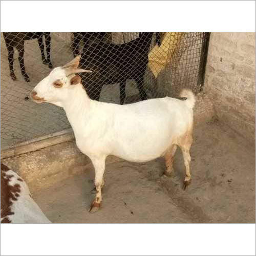 Male Barbari Goat - 35-40 Kilograms, White with Brown Patches, Bred in Hygienic Conditions for Dairy Industry