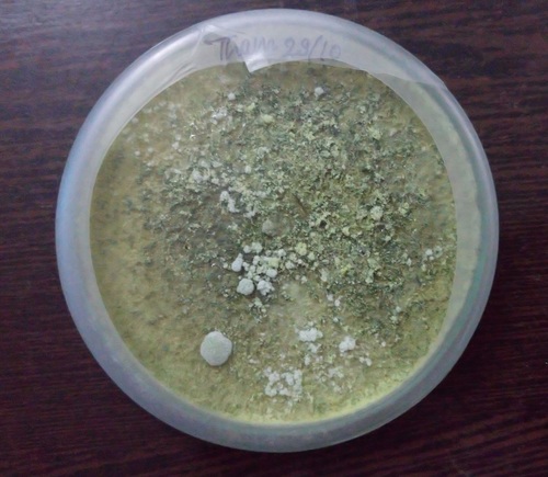 Trichoderma Viride - Biofungicide Powder Formulation | Eco-Friendly, Effective Soil Enhancer, Beneficial Microbial Solution