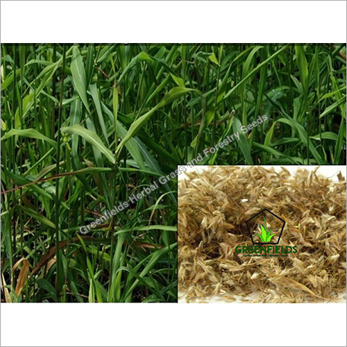 Palmarosa Grass Seeds Cymbopogon Martinii Purity: 100%