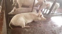 White Female Pig