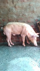 Breeding Boar - 85-90 Kilograms, Pink Color | Ideal for Farming Use