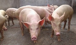 Pink Male Pig For Breeding