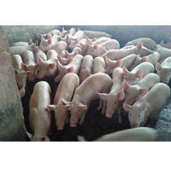 White Boar Farm Piglets