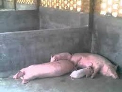 प्रजनन के लिए बोना और सूअर