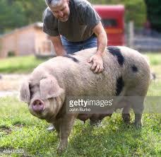 White Breeding Pig