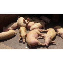Brown Yorkshire Pigs