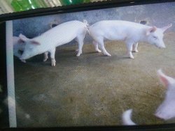 Large White Yorkshire Male Boar Usage: For Farming Use