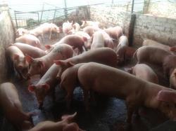 Brown Farm Pig