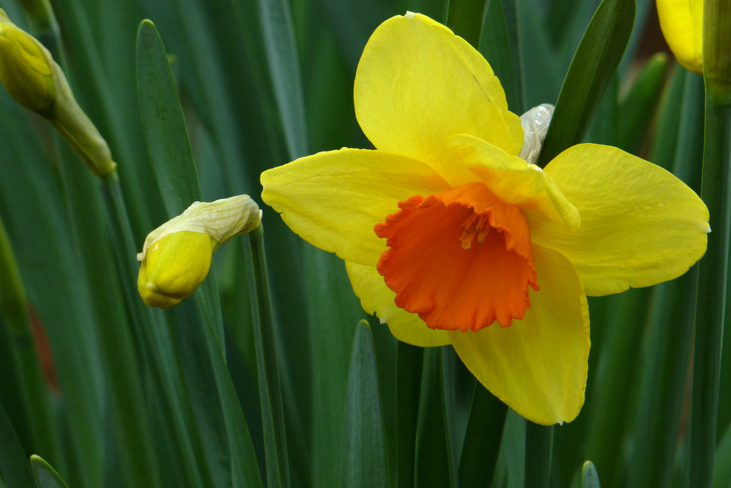 Narcissus Attar Purity: 100%