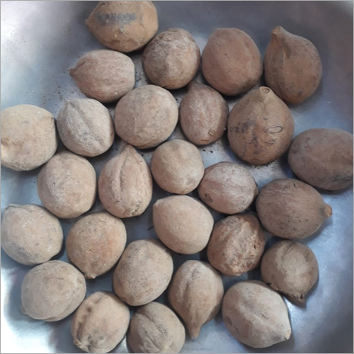 टर्मिनालिया बेलरिक